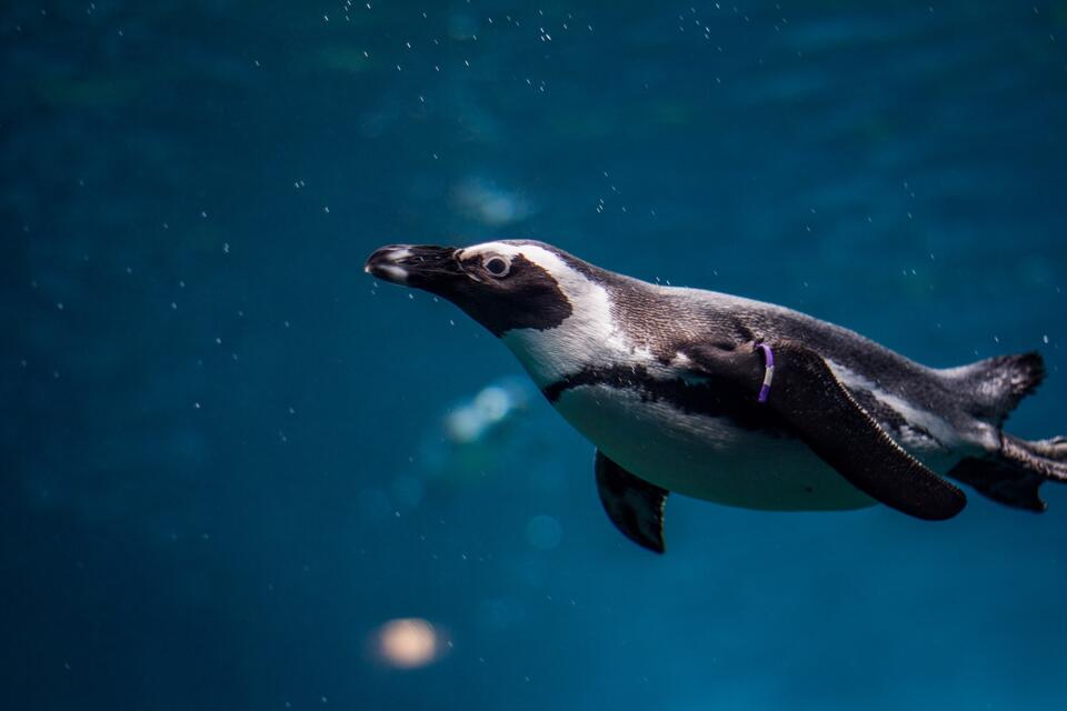 #läuft bei mir. Ein Pinguin schwimmt vergnügt im Wasser.